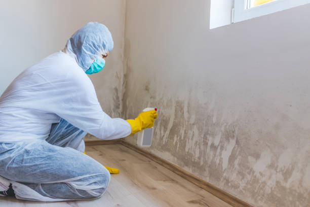 Mold Testing and Removal in Summerville, SC