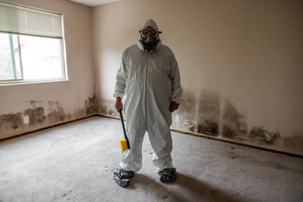Best Certified Mold Removal  in Summerville, SC