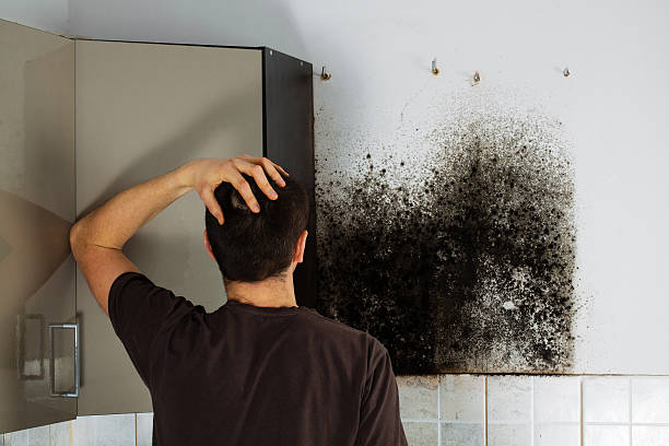 Best Residential Mold Removal  in Summerville, SC