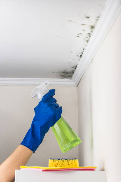 Professional Mold Removal in Summerville, SC