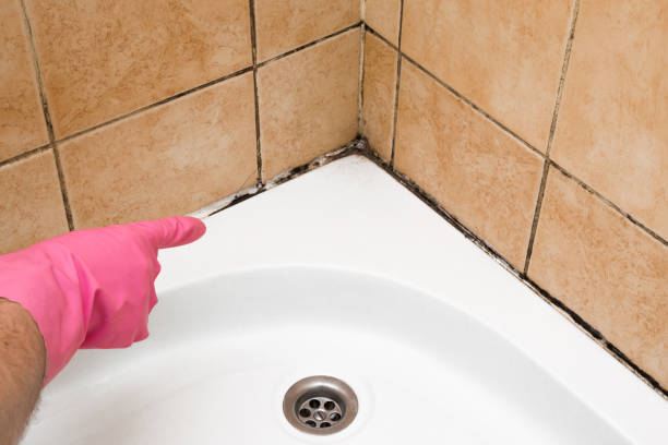 Best Professional Mold Removal  in Summerville, SC